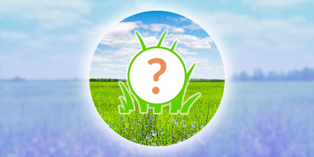 Eevee-Spotlight-Stunde